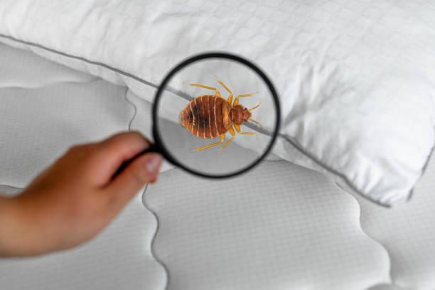 What is the impact of rodents on health and safety in Seattle homes?