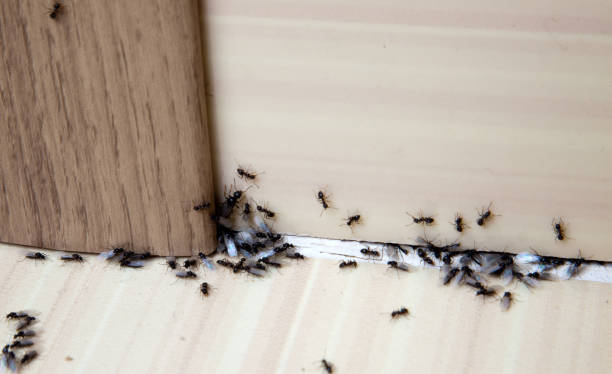 How to Safely and Effectively Rid Your Home of Rodents in Seattle