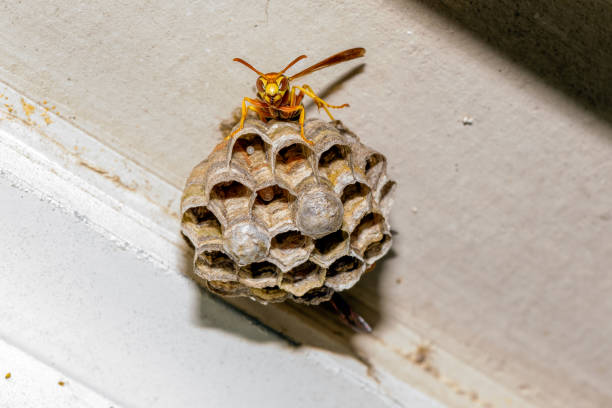 What is the importance of hiring a licensed pest control company for rodent removal in Seattle?