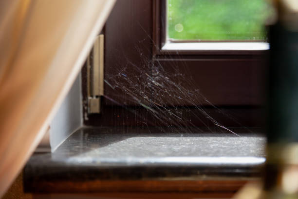 What is the average cost of professional rodent removal services in Seattle?