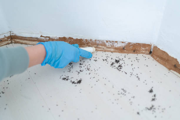 Find Out the Best Methods for Rodent Removal in Seattle and Enjoy a Pest-Free Home